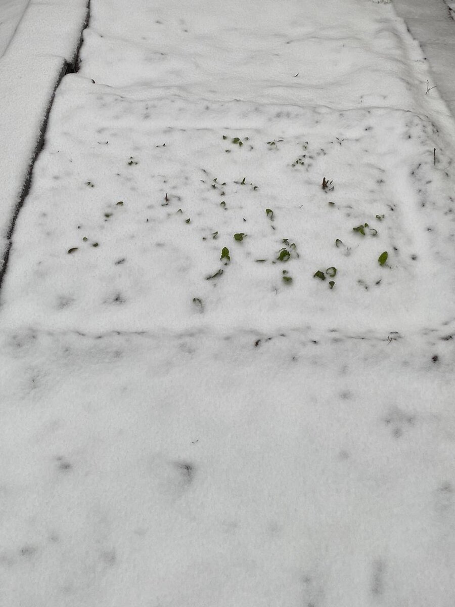 У нас идёт снег. Даже не снег, а - буран. Щавель , наверное, не выживет.☹️. А я так люблю пирожки со щавелем. Ммммм. Вкуснотища!!!! 