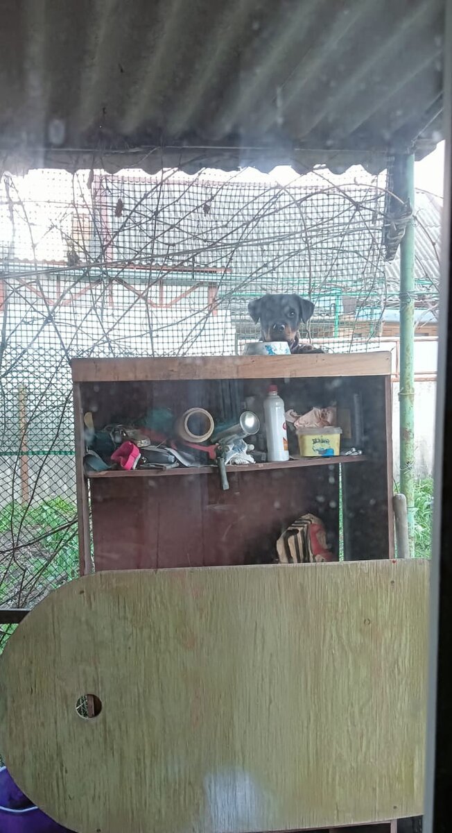 Малыш ворует еду у котов