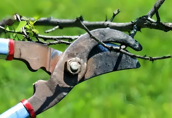 делаем щадящую обрезку веток