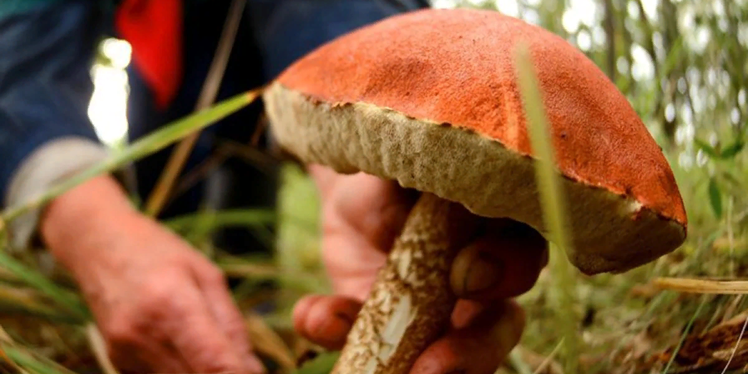 Грибы под запретом: Чем грозит статья 260.1 УК РФ?