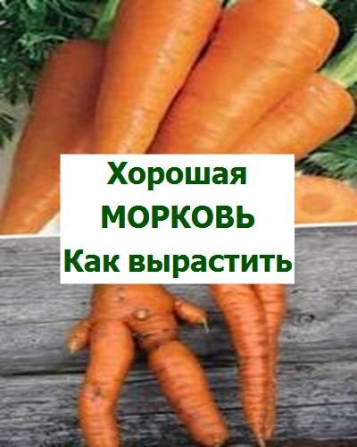 Посев моркови