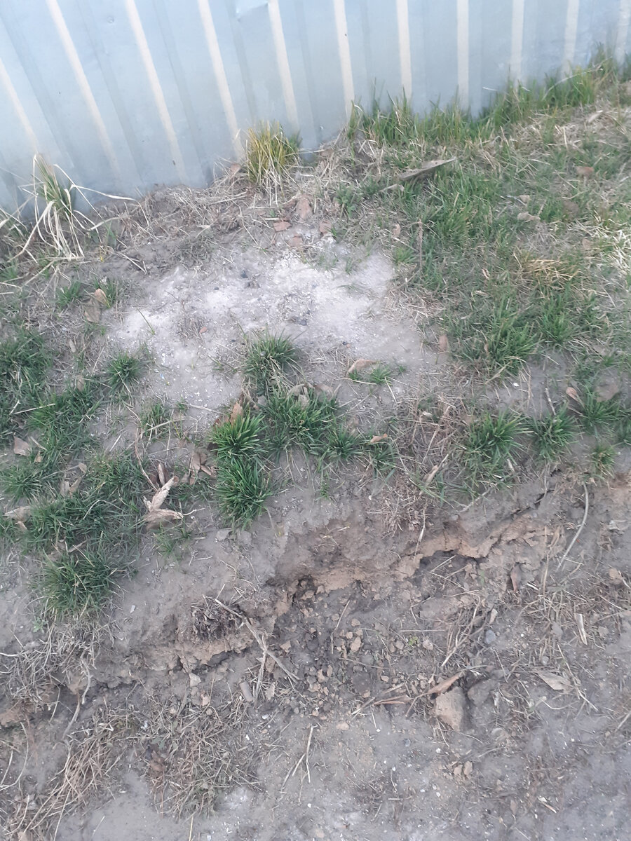 Вот и вся растительность, почками и листочками пока и не пахнет