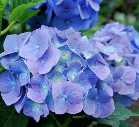 Белла Блю, "Bella Blue" - Гортензия крупнолистная
