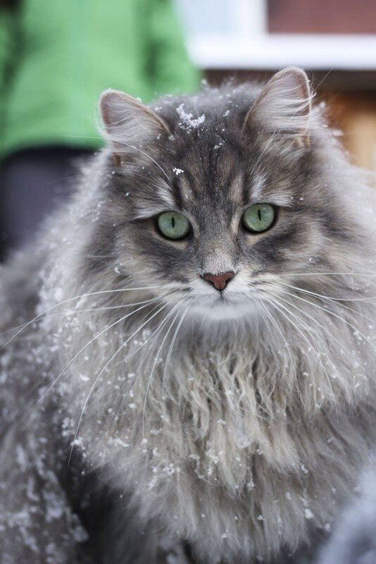 Сибирская кошка &# фото, описание породы, характер, уход, стандарты, цена