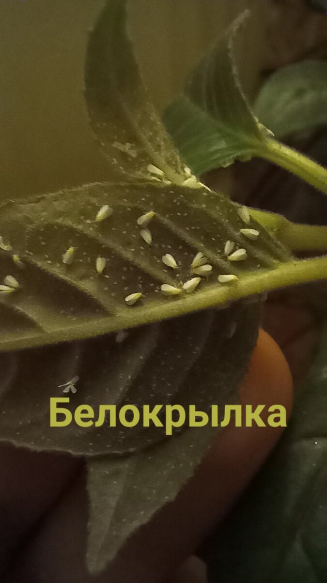Белокрылка