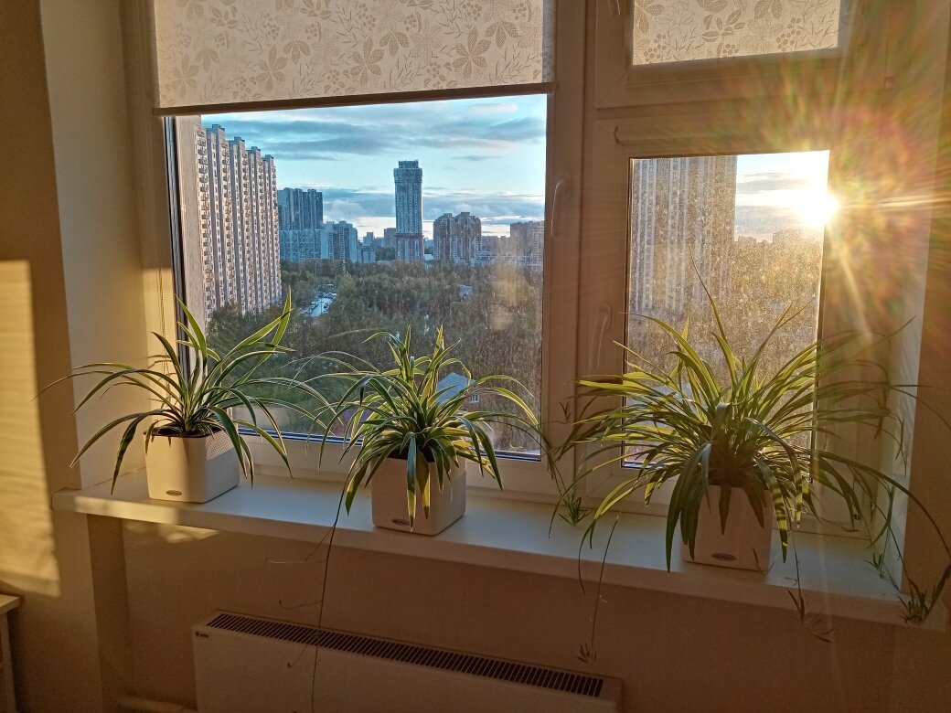 Западное окно, спальня. Моя любовь и гордость - мои хлорики купаются в лучах заходящего солнца.