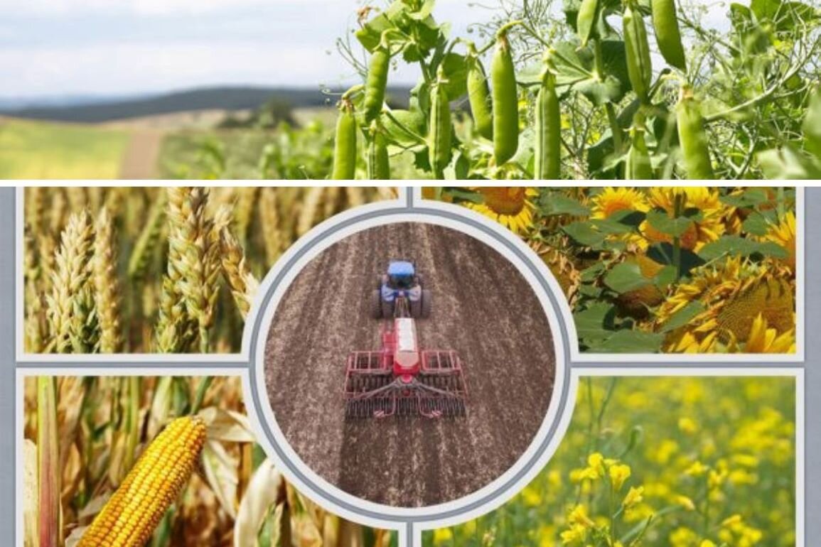 Умные» удобрения – одно из новых направлений в современном земледелии, которое существенно повышает эффективность использования сельскохозяйственных угодий и сокращает затраты на покупку подкормки и-2