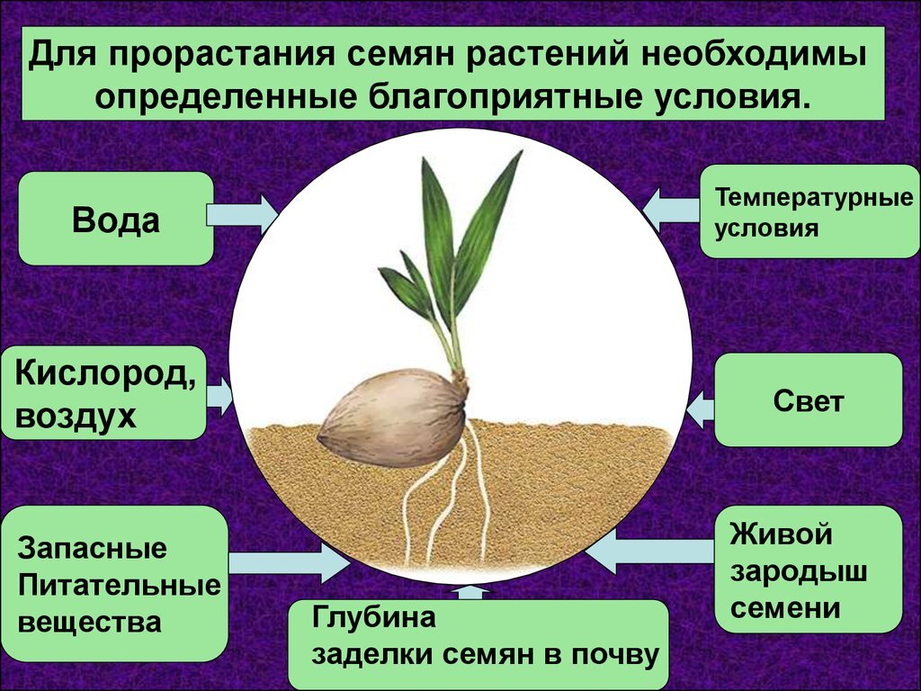 Процесс прорастания семян, фото с сайта thepresentation.ru