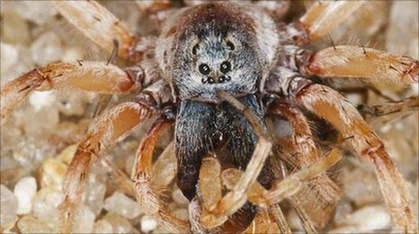 Красноспинный паук, или черная вдова (Latrodectus hasselti)