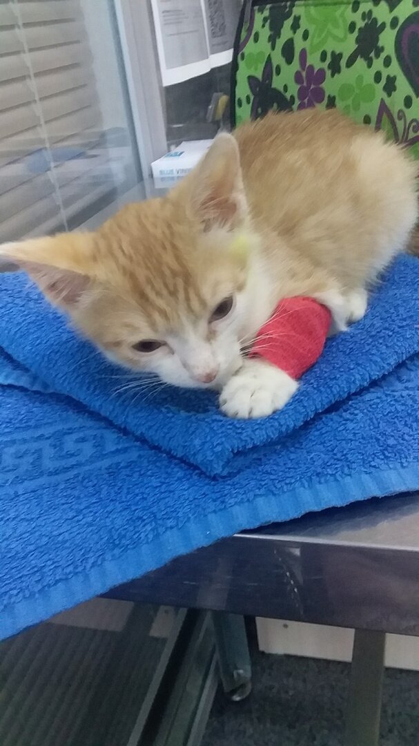 маленький Дейл заболел