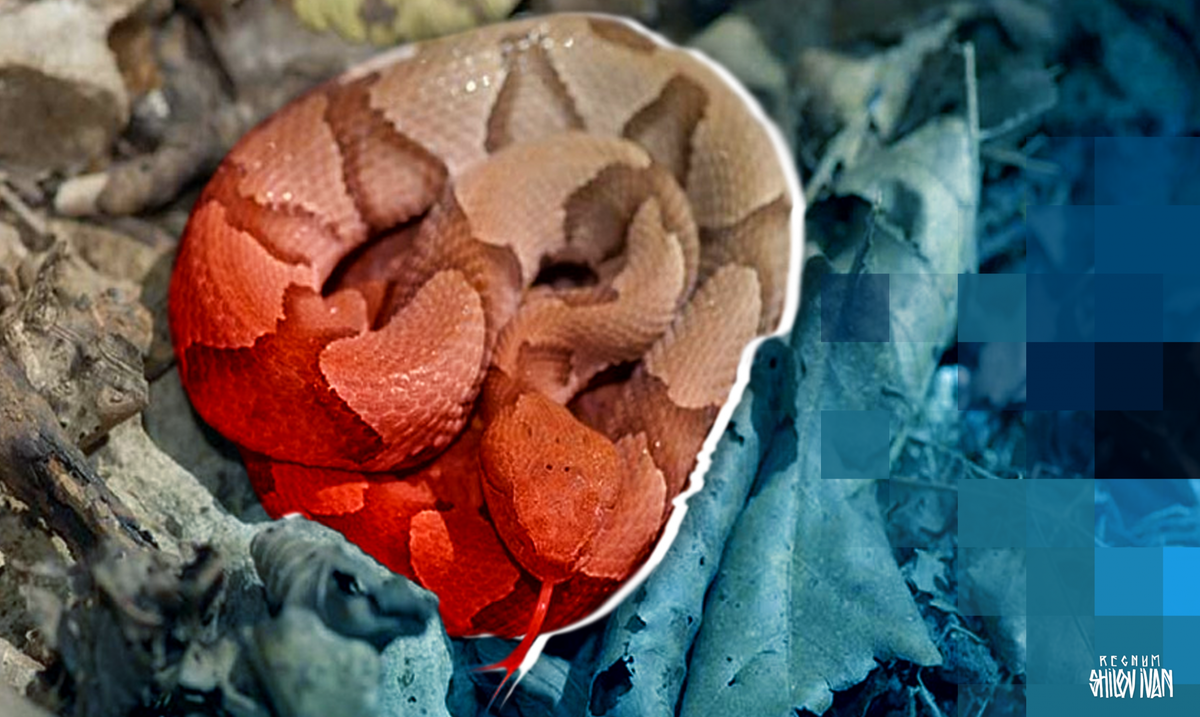    Змея Иван Шилов © ИА REGNUM