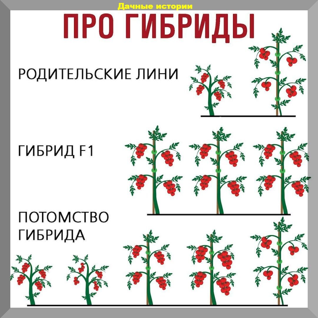 50 вопросов на дачные темы: отвечаем на весенние вопросы начинающих  дачников | Дачные истории | Дзен