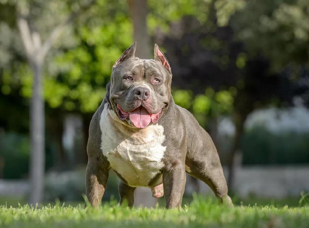      Американский булли /American bully/.