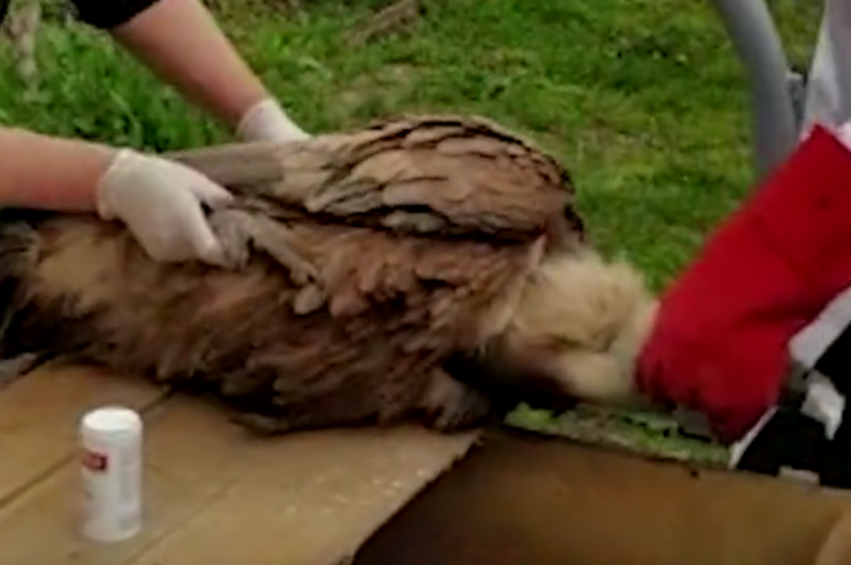    Ветеринары спасли грифа, неделю просидевшего в яме без пищи в Ингушетии