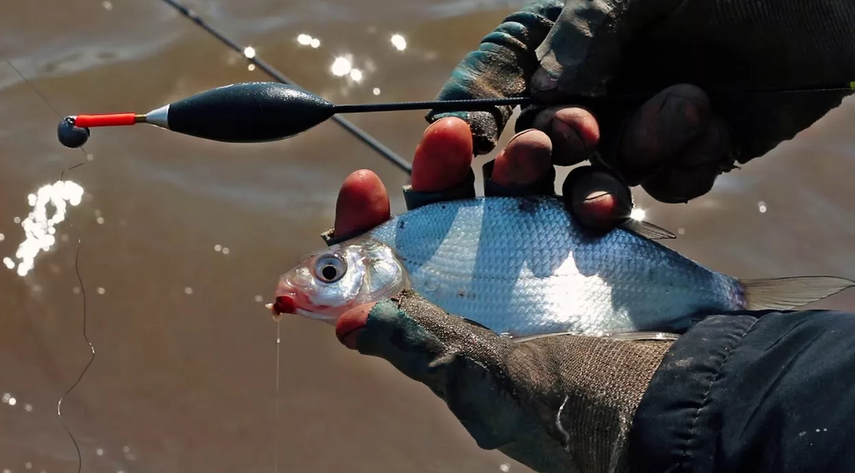 Ловля на поплавочную удочку. Источник фото klev26.ru