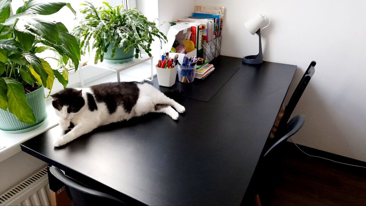 Сработало! Ээээ... А кто кошку наколдовал?