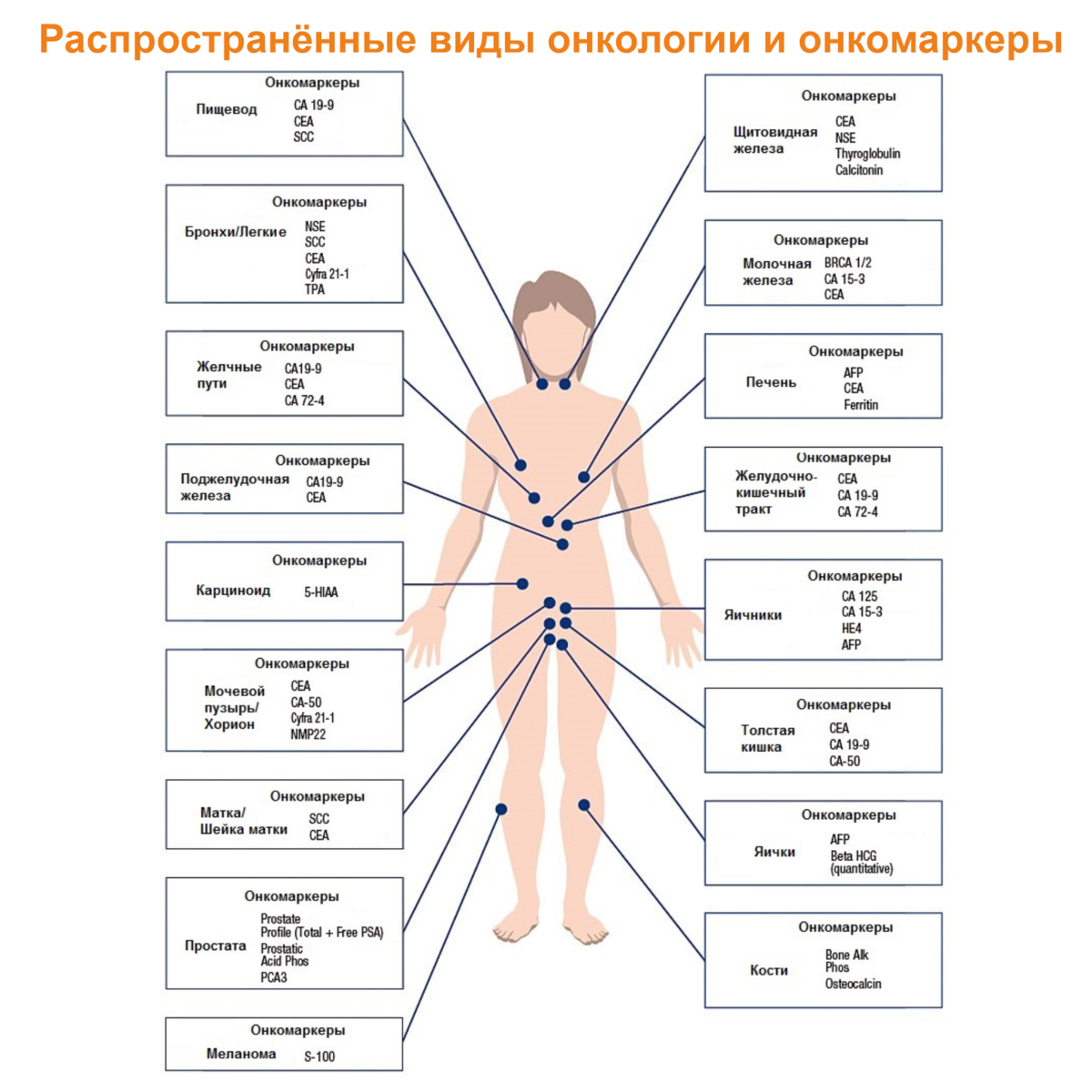 Онкомаркеры это. Онкомаркеры CA 19-9 РЭА. Онкомаркеры схема. Маркеры онкологических заболеваний. Онкомаркеры схема на человеке.