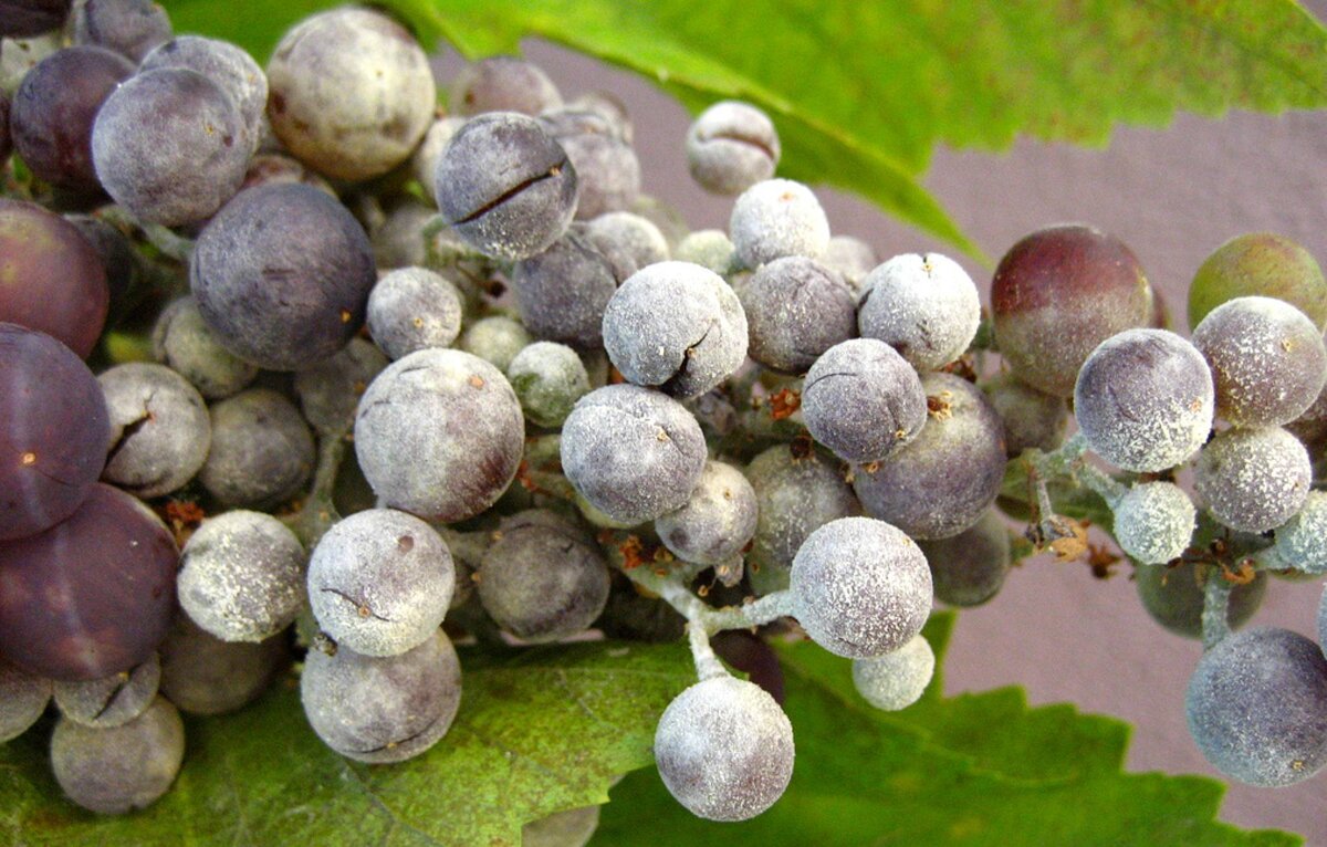 Оидиум на винограде. Как защитить виноград от грибных болезней? |  ПРОРОСТ.РФ | Дзен