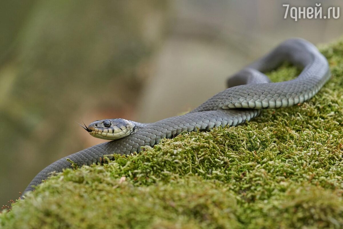     123RF/legion-media.ru