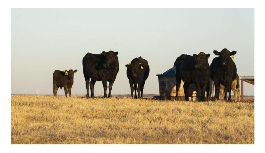 Крупный рогатый скот был найден вдоль шоссе Техаса в Мэдисоне, Бразосе и округе Робертсон. Владельцы ранчо сообщили в офис шерифа округа Мэдисон , что шестилетняя корова длиннорогого кросса была найдена лежащей на боку и изуродованной.