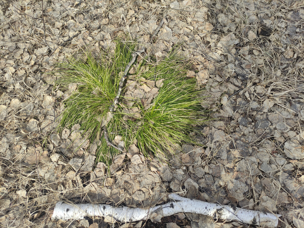 А груздёвая травка так и зеленела поди под снегом всю зиму