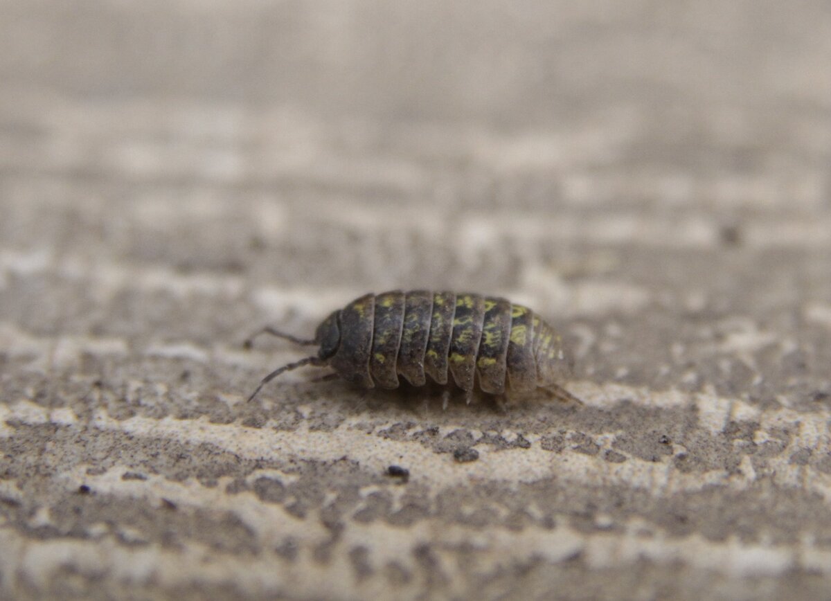 Мокрица-броненосец обыкновенная (Armadillidium vulgare). Снято в Краснодаре