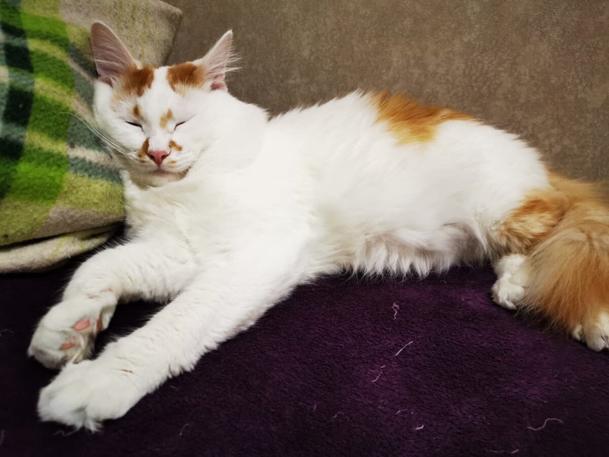 какого есть коты света. кот и свет. окрас табби у кошек. какого есть коты света. какого есть коты света.