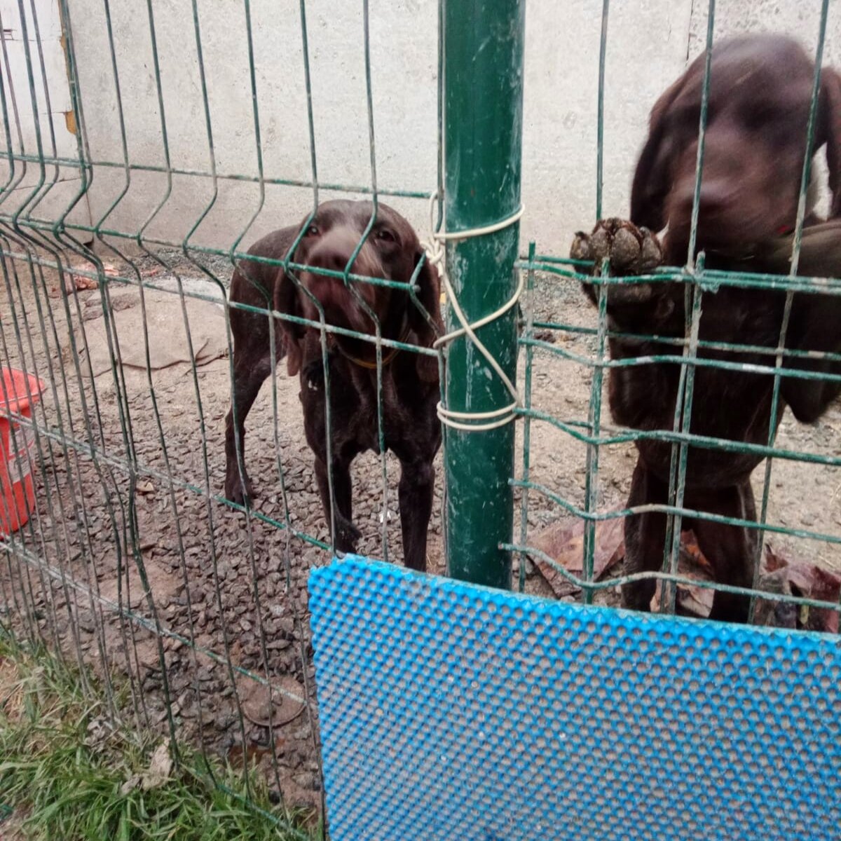 И снова... И снова... И опять... | "ЛабраДом" - для собак в беде | Дзен