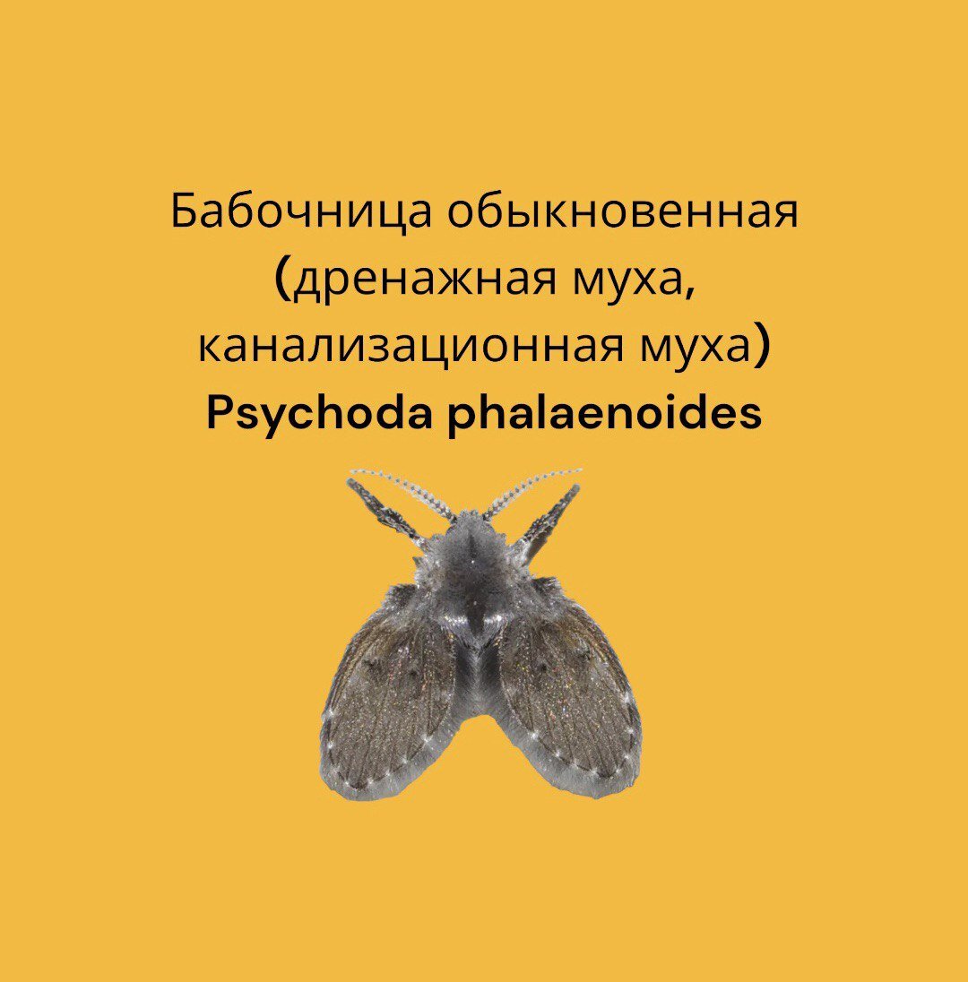 Бабочница обыкновенная (дренажная муха, канализационная муха)/Psychoda  phalaenoides | Аломия | Дзен