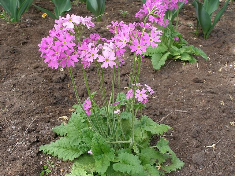 Первоцвет кортузовидный Primula cortusoides. Малиновый первоцвет кортузовидный. Первоцвет Флоринды.