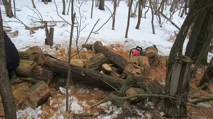     В Ростовской области полиция задержала двух жителей, подозреваемых в незаконной вырубке и торговле древесиной, об этом сообщили в пресс-службе управления на транспорте МВД России.