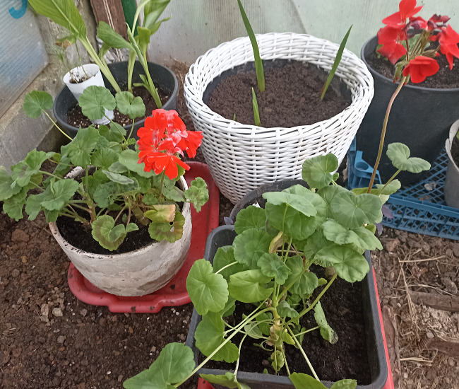 Пеларгонии и гладиолусы высаженные в кашпо на гидрогель. Пока стоят в теплице. Фото автора