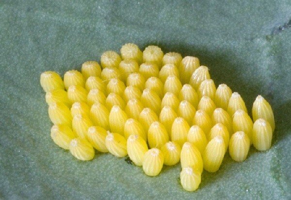 Яйцо бабочки капустницы. Фото с https://fun-cats.ru 