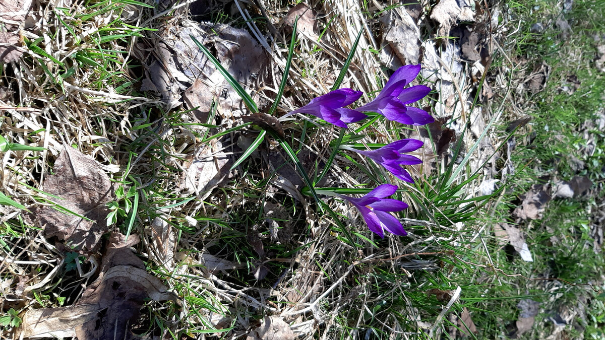 Ну, вот наступил дачный сезон! Оставляем все заботы и наслаждаемся свежим воздухом и первыми крокусами. Напомню, дача у меня на карельском,  поэтому все попозже. За домом ещё лежит сугроб
