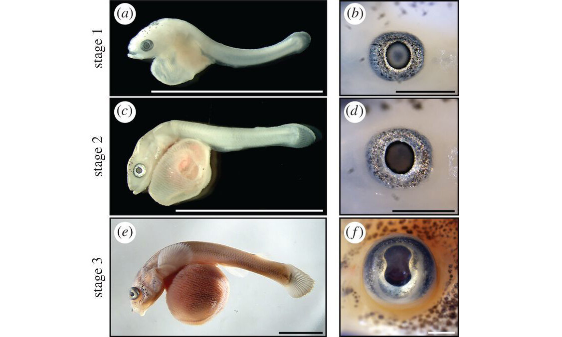 Процесс формирования эмбриона и его глаза. 