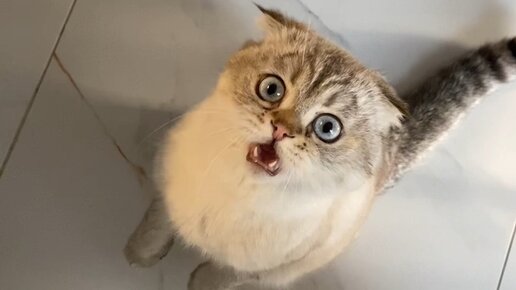 Кошка лелика. Лёлик и Миса котики. Миса и Лелик коты. Лёлик и Миса фото. Кошка Миса и ее сын Лелик.