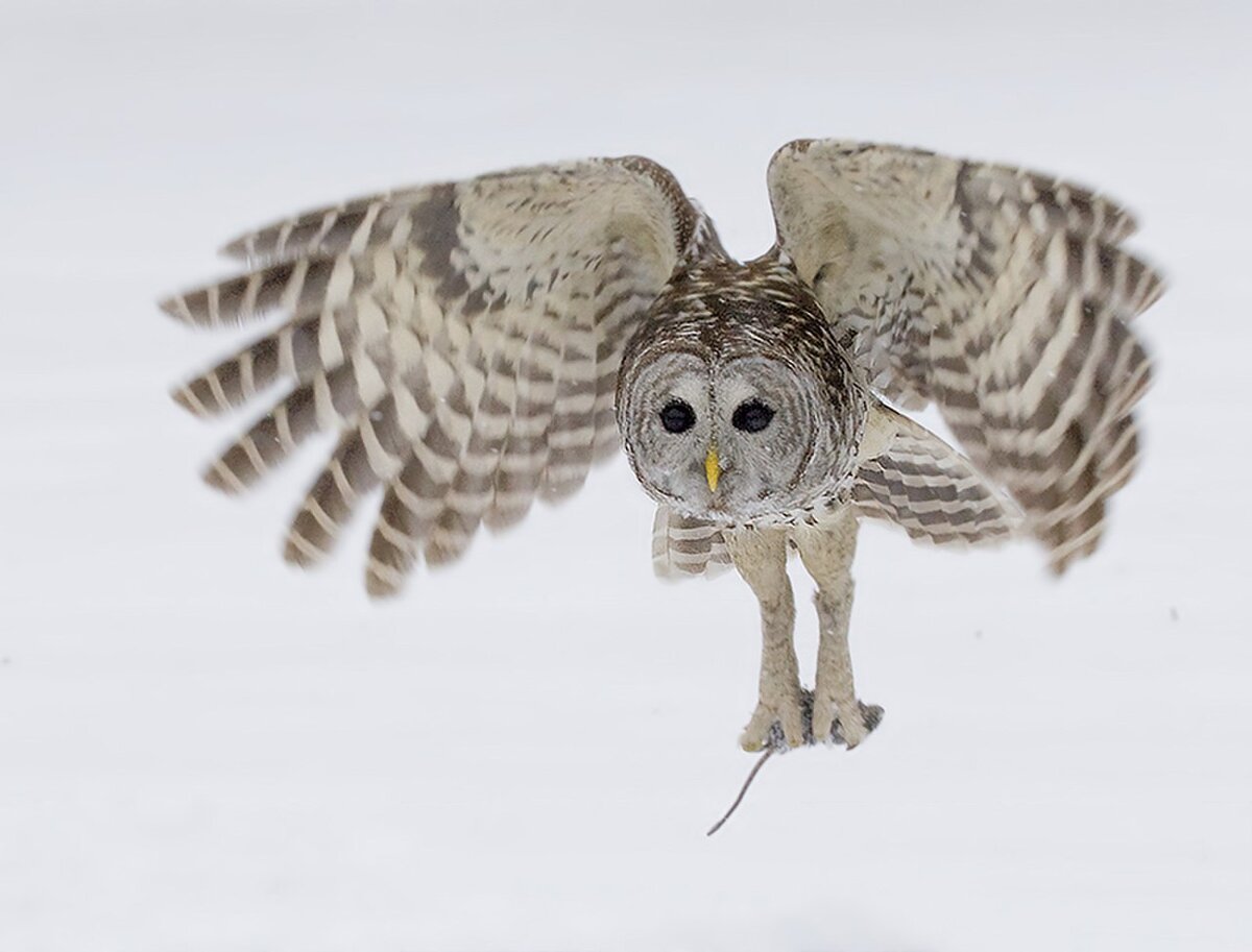 Фото из интернета. В свободном доступе.