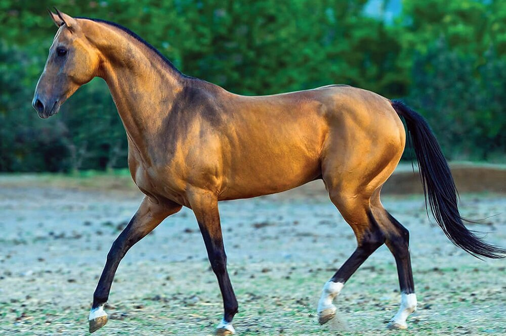 Золотисто гнедая. Гнедой ахалтекинец. Конь ахалтекинской породы. Порода лошади Ахалтекинская порода. Ахалтекинская лошадь гнедая.