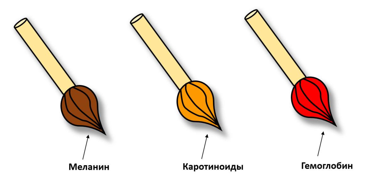 Несколько статей на моём канале посвящены наследованию цвета кожи: Но как-то из виду я упустила вот такой вопрос: Об этом сейчас и расскажу.-2