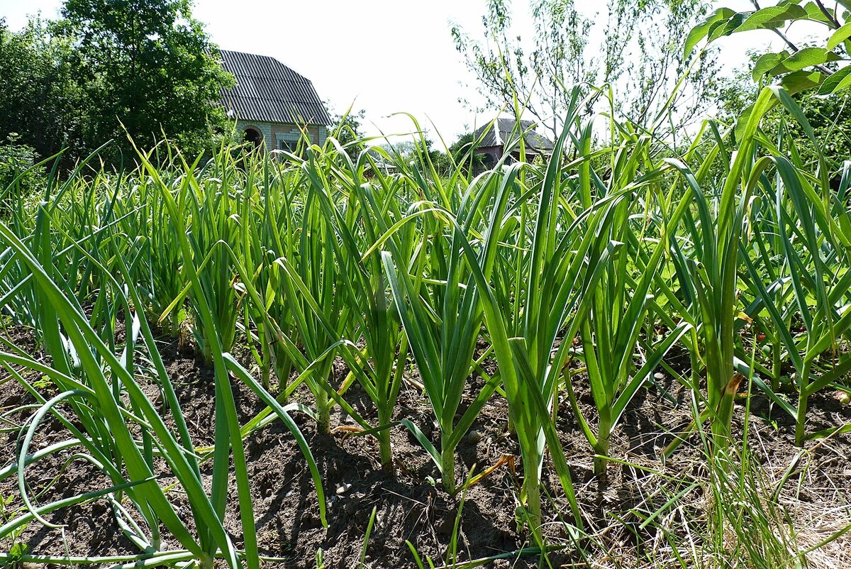 Окучивают не только картофель, но и чеснок.