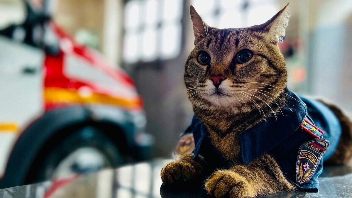     В минувшие выходные не стало символа тюменских спасателей — кота-пожарного Семена. Он прогуливался около своей части и выбежал на дорогу, где его сбил автомобиль. Пожарные части признаются, что в их сердцах Сема будет жить вечно.