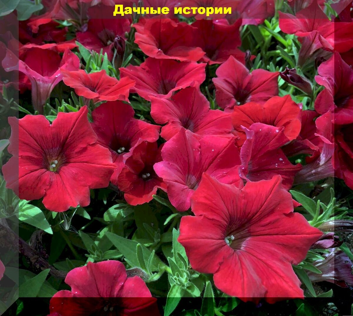 https://vk.com/photo-159774511_457260026. Петунья «Суперкаскад Ред»