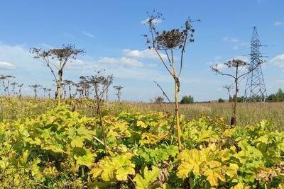    Борщевик © Пресс-служба Министерства сельского хозяйства и продовольствия Московской области