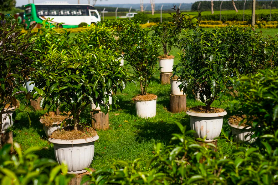     Как вырастить чайный куст в домашних условиях: инструкция