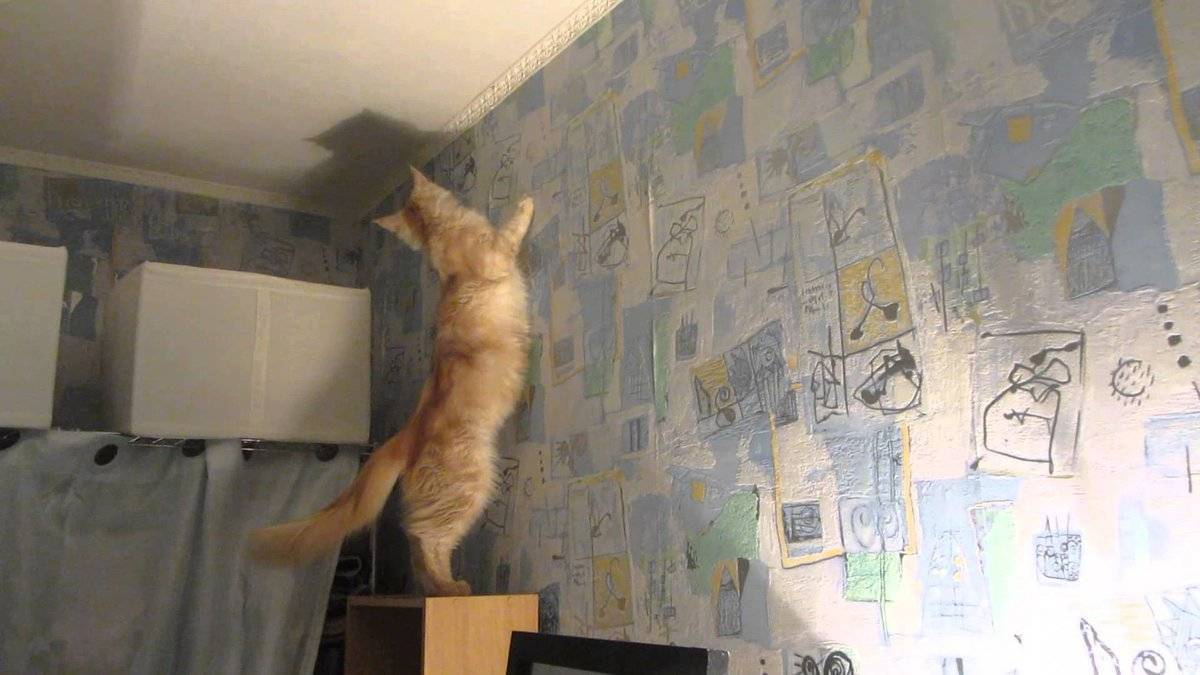 Собака дерет обои. Кощкасиотрит в стену. Кот уставился в стену. Котик смотрит в стену. Кот сидит у стены.