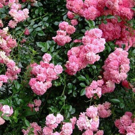 Фото Eumundi Roses