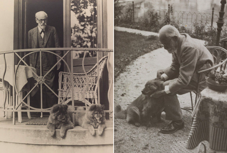 Слева: чау-чау Таттоун и Фо, 1933. Справа – одна из собак Фрейда, 1937. 
Фото: freud.org.uk
