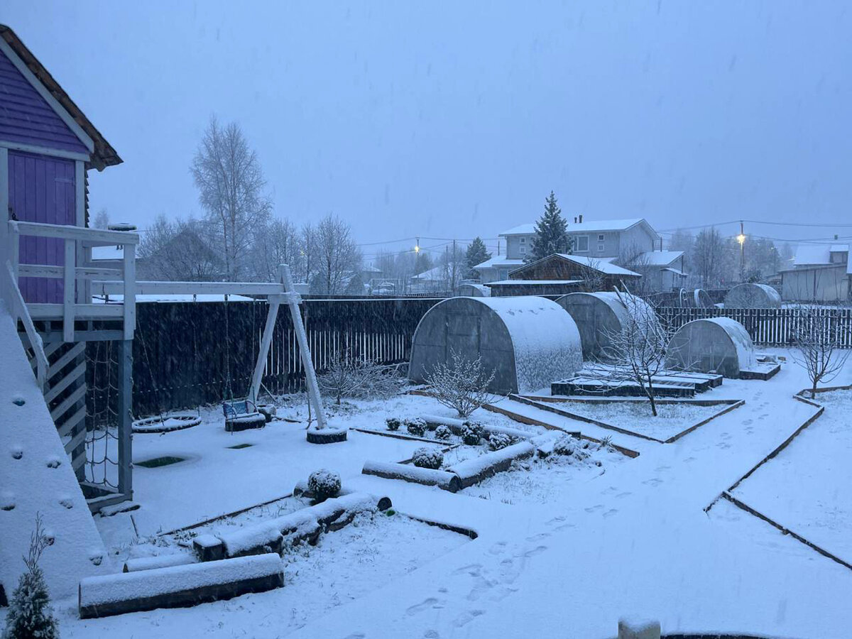    Цветы под снегом фотографируют жители посёлка КарелииПодписчик "Фактор News"