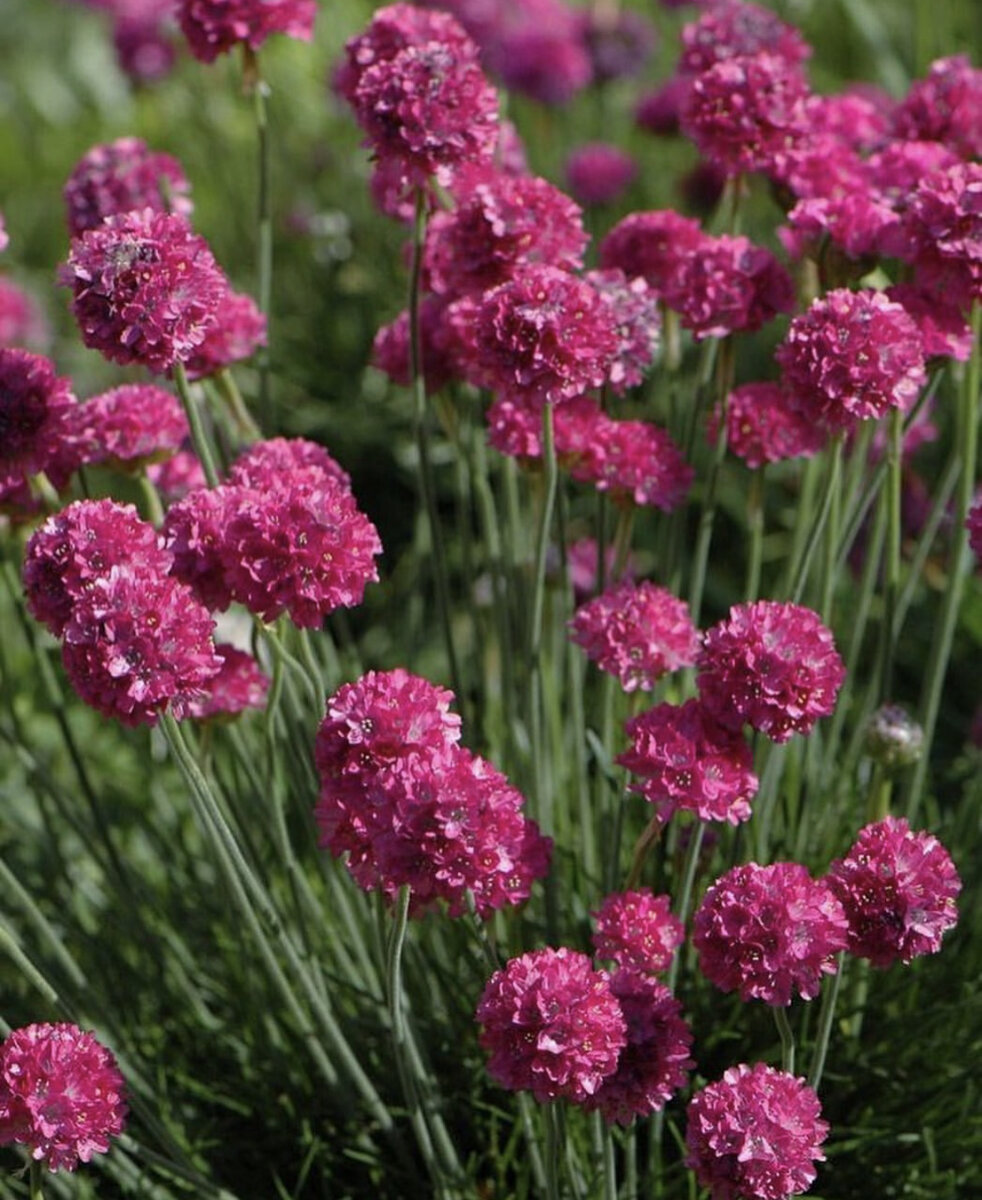 Армерия Приморская (Armeria maritima)