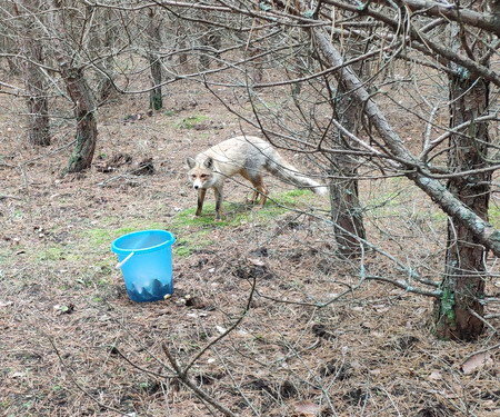 Жена говорит: смотри - собачка.
